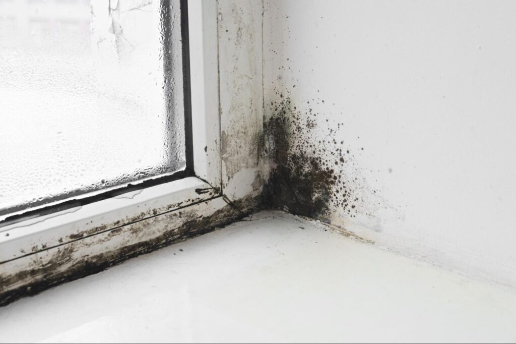 Mold growth in window corner indicating potential moisture issues.
