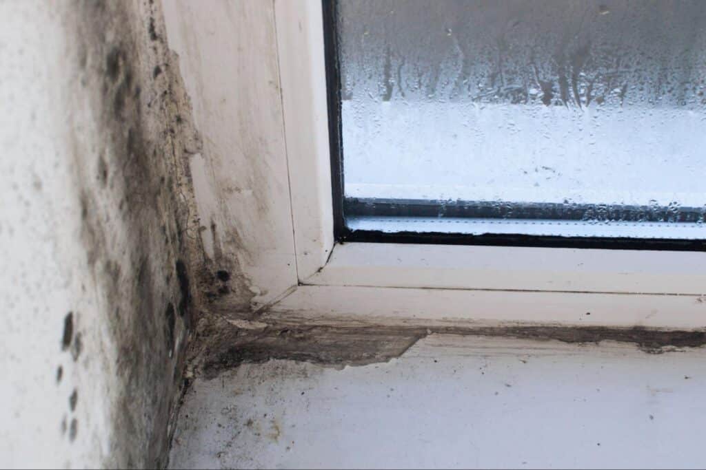 Mold around window seals signals water damage and ventilation problems.